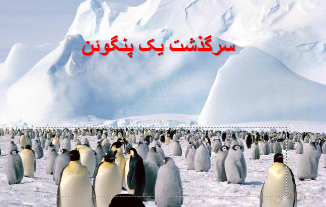 دانلود-پاورپوینت-سرگذشت-یک-پنگوئن